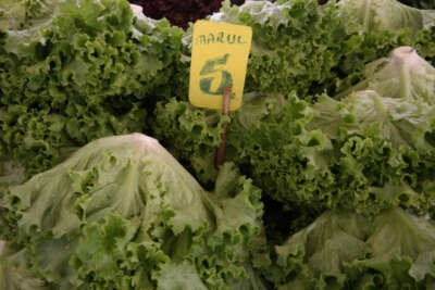 Marulun fiyatı 10 günde iki katına çıktı