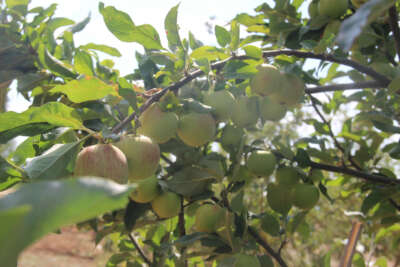 Merak üzerine dereden getirdiği elma fidanıyla şimdi 5 ton hasat yapıyor