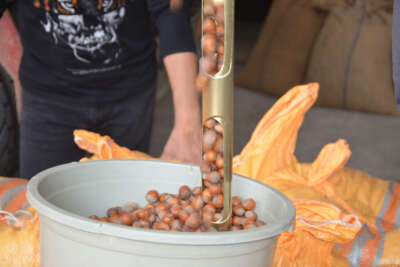 Ordu’da TMO’ya talep artıyor