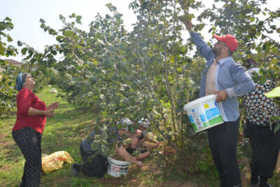Samsun fındıkta ikinciliği bırakmayacak