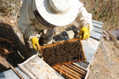 Şırnak'ta yılın son bal hasadı yapıldı