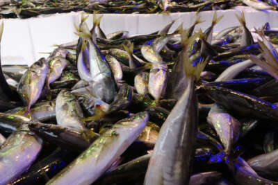 Son 10 yılın en bol istavrit avı yaşanıyor