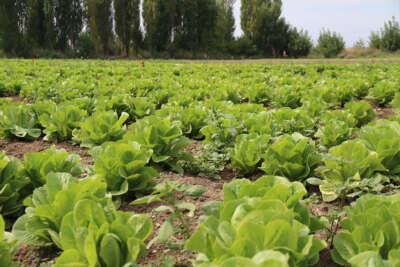 Tarladan ucuza alınan sebzede fahiş fiyatlar tüketiciyi mağdur ediyor