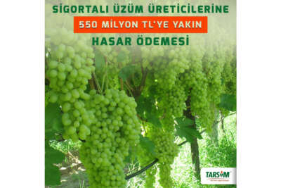 TARSİM’den sigortalı üzüm üreticilerine 550 milyon TL’ye yakın hasar ödemesi