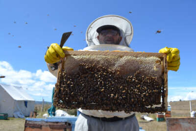 Tokat’ta kuraklık arıcıları vurdu, bal üretimi yüzde 40 düştü