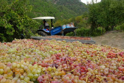 Üzümün pekmez yolculuğu