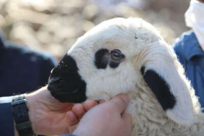 50 bin koyun desteği verildi, hedef 1 milyon