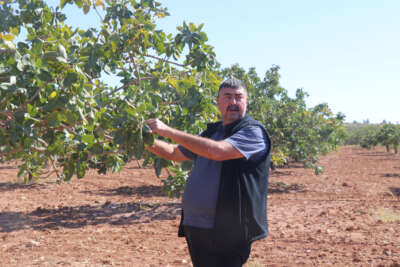 Antepfıstığını bekleyen tehlike
