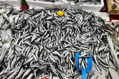 Balık hali esnafı, "Türkiye'nin en iyi balığı Kdz. Ereğli'den çıkar"