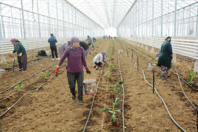 Balıkesir muz üretimi ile Antalya ve Mersin'e rakip olacak