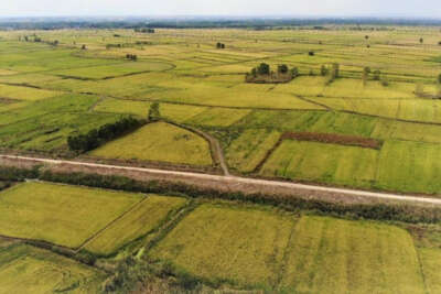 'Beyaz altın' çeltikte kurutma mesaisi başladı