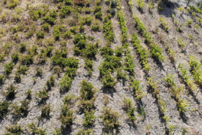 Bingöl'de terörden temizlenen bölgeler çiftçinin yüzünü güldürüyor