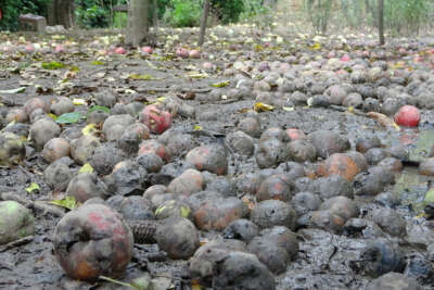 Binlerce ton meyve çürümeye terk edildi