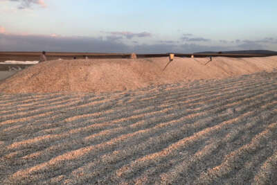 Çekirdek hiç bu kadar güzel görünmemişti