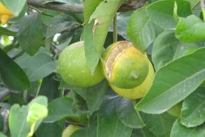 Çukurova’da limon dalında kaldı