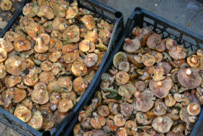 Dağlardan bin bir emekle getiriyorlar, kazancı dudak uçuklatıyor