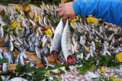 Edirne’de tezgahlar lüfer balığıyla şenlendi