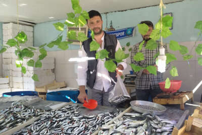 Hamsi bollaştı, fiyatı 20 TL’ye düştü