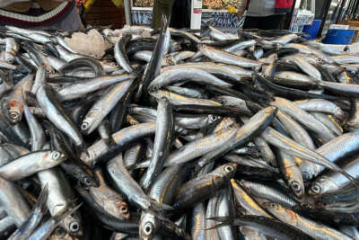 Hamsi tezgahları şenlendirdi, fiyat 10 liraya kadar düştü