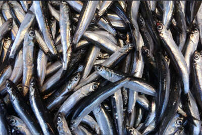 Hamsinin fiyatı 10 TL’ye kadar gerileyince vatandaş tezgahlara akın etti