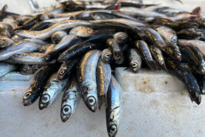 Havalar soğuyunca hamsinin boyu 13 santime çıktı