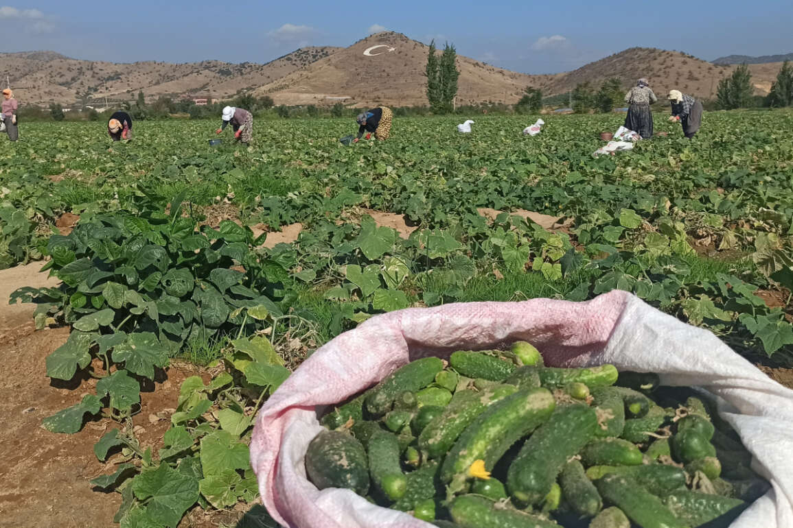 İzmir’de salatalık üreticileri dertli