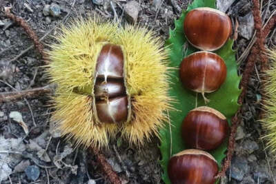 Kazdağları kestanesi köylülerin gelir kapısı oldu
