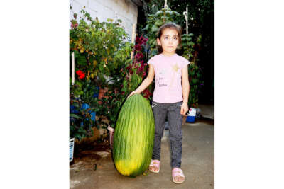 Manisa'da 14 kiloluk devasa acur ilgi odağı oldu