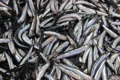 Palamut tezgahlara gelmeyince, ilgi hamsiye kaydı