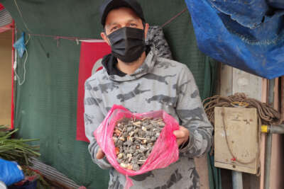 Pazarcı tohumluk soğan aldı, neredeyse yarısı taş çıktı
