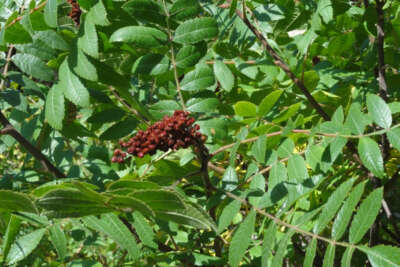 Sumak 2020 yılında Türkiye ekonomisine 80 milyon liralık gelir sağladı