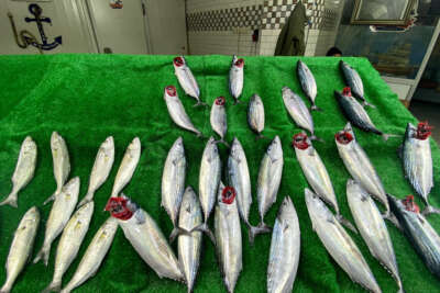 Tanesi 50 liradan satılan palamut; kırmızı etle rekabete girdi