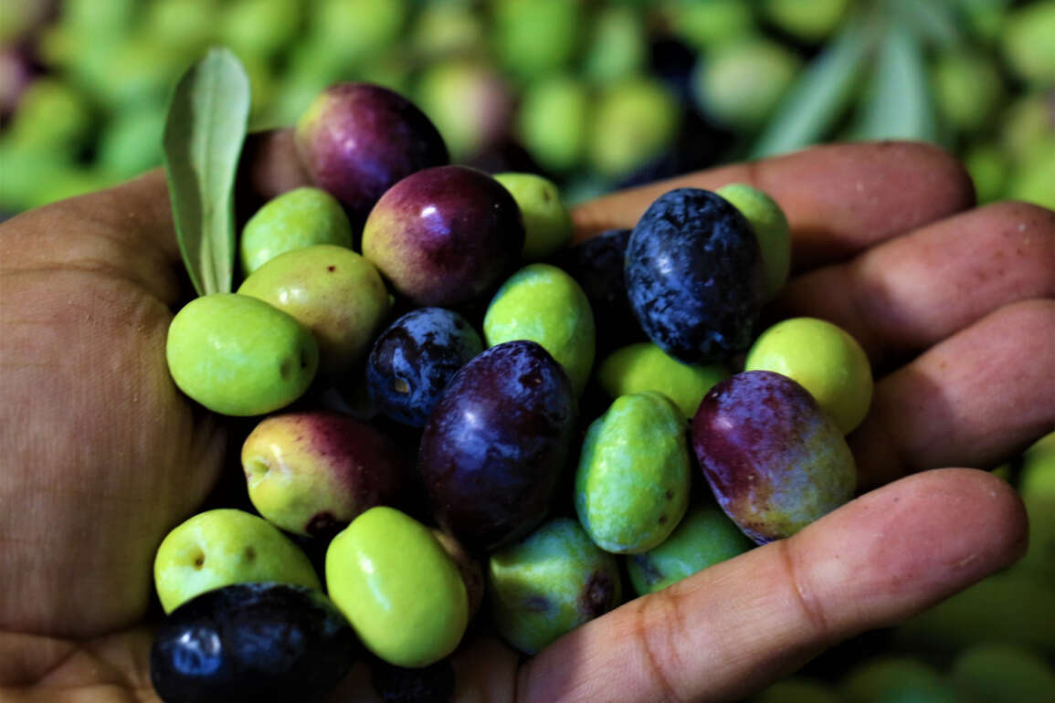 Tescille önü açılan Mut zeytinyağı Avrupa'ya ihraç edilmeye başlandı