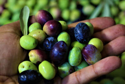 Tescille önü açılan Mut zeytinyağı Avrupa'ya ihraç edilmeye başlandı