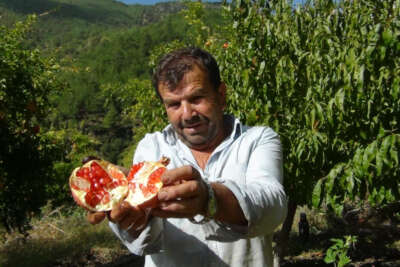 Tescilli Kuytucak narı üreticisinin yüzünü güldürdü