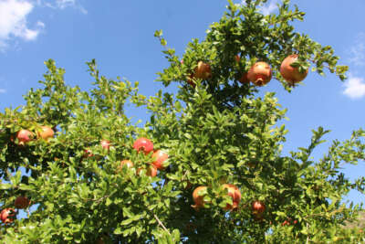 Ülke ekonomisine 40 milyon TL gelir sağlayacak