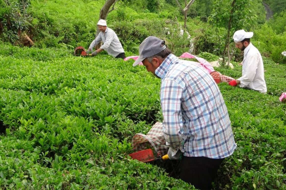 Yabancı uyruklu çay işçileri gelmeyince 100 Milyon Dolar Türkiye’de kaldı