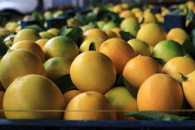 Adana’da limonun kilosu halde 25 kuruşa düştü