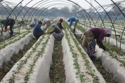 Aydın’da kuraklık çileği de etkiledi, üretici beklentilerini düşürdü