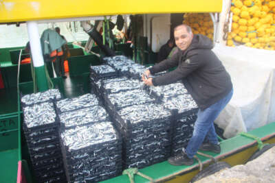 Balıkçılar denizden tonlarca hamsi ile döndü, fiyatı 10 TL'ye kadar düştü