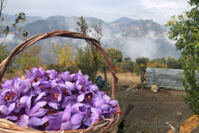 Gramı 50 TL... Adana'da safran hasadı başladı