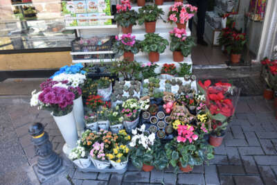 Karanfilin adedi 10 lirayı buldu