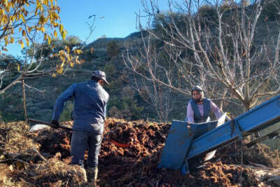 Kestane fiyatları altınla yarışınca üretici ürünü kuyudan erken çıkardı