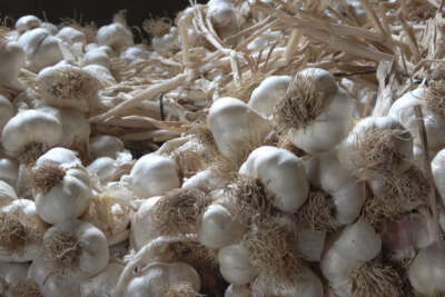 Pandemide gramla satılan Taşköprü sarımsağı, bu yıl depolarda kaldı