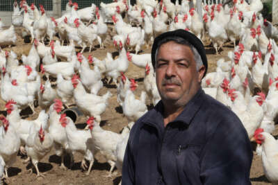 Artan yem fiyatlarına kızdı bin 500 tane tavuğu vatandaşlara ücretsiz dağıtmaya başladı