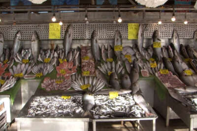 Denizlerde kofana bolluğu: Fiyatı 250 TL’den 90’a düştü