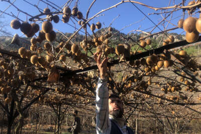 Kivi hobisi kazanca dönüştü
