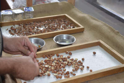 Ordu’da kabuklu fındık 28,5 liraya kadar yükseldi