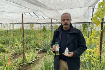 1 dekarla başladığı aloe vera üretiminde rekor kazanç sağladı