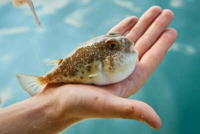 Balon balığı, kadın çantasından sonra cüzdan ve anahtarlık da oldu